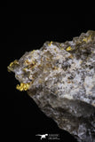 20470 - Top Beautiful Native Gold In Its Hydrothermal Quartz Matrix New Location Aouserd Occidental Sahara
