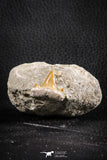 07584 - Premium Quality 0.76 Inch Cretolamna maroccana (mackerel shark) Tooth in Matrix
