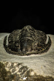30587 - Beautiful 1.03 Inch Cornuproetus sp Middle Devonian Trilobite