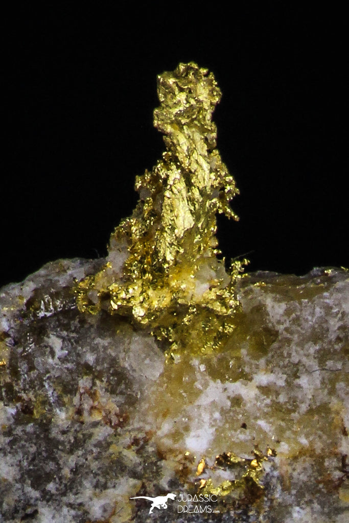 20470 - Top Beautiful Native Gold In Its Hydrothermal Quartz Matrix New Location Aouserd Occidental Sahara