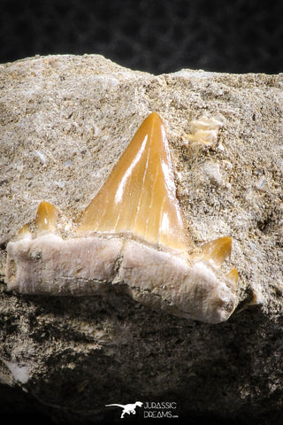 07584 - Premium Quality 0.76 Inch Cretolamna maroccana (mackerel shark) Tooth in Matrix