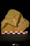 30588 - Top Rare 0.98 Inch Apatokephalus Lower Ordovician Trilobite - Fezouata Fm