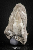07585 - Nicely Preserved 1.26 Inch Platecarpus ptychodon (Mosasaur) Rooted Tooth in Matrix