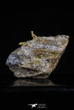 20470 - Top Beautiful Native Gold In Its Hydrothermal Quartz Matrix New Location Aouserd Occidental Sahara