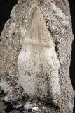 07585 - Nicely Preserved 1.26 Inch Platecarpus ptychodon (Mosasaur) Rooted Tooth in Matrix