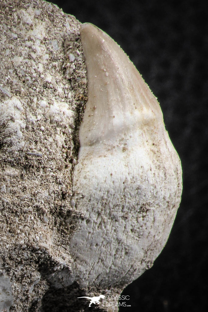 07585 - Nicely Preserved 1.26 Inch Platecarpus ptychodon (Mosasaur) Rooted Tooth in Matrix
