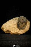 30589 - Top Quality 1.56 Inch Scabriscutellum sp Middle Devonian Trilobite