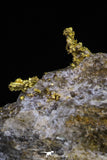 20470 - Top Beautiful Native Gold In Its Hydrothermal Quartz Matrix New Location Aouserd Occidental Sahara