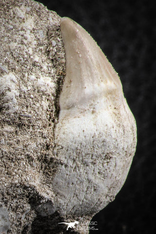 07585 - Nicely Preserved 1.26 Inch Platecarpus ptychodon (Mosasaur) Rooted Tooth in Matrix
