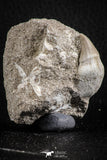 07585 - Nicely Preserved 1.26 Inch Platecarpus ptychodon (Mosasaur) Rooted Tooth in Matrix