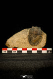30589 - Top Quality 1.56 Inch Scabriscutellum sp Middle Devonian Trilobite