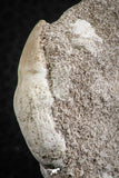 07585 - Nicely Preserved 1.26 Inch Platecarpus ptychodon (Mosasaur) Rooted Tooth in Matrix