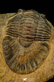 30589 - Top Quality 1.56 Inch Scabriscutellum sp Middle Devonian Trilobite
