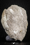 07585 - Nicely Preserved 1.26 Inch Platecarpus ptychodon (Mosasaur) Rooted Tooth in Matrix