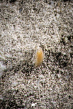 07585 - Nicely Preserved 1.26 Inch Platecarpus ptychodon (Mosasaur) Rooted Tooth in Matrix