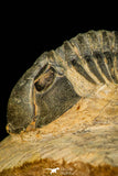 30589 - Top Quality 1.56 Inch Scabriscutellum sp Middle Devonian Trilobite