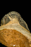 30589 - Top Quality 1.56 Inch Scabriscutellum sp Middle Devonian Trilobite