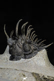 21556 - Museum Grade Spiny 1.72 Inch Comura bultyncki Middle Devonian