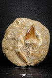 07586 - Top Association Mosasaur (Prognathodon anceps) Tooth + Sclerorhynchus Tooth Late Cretaceous