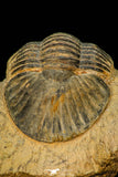 30589 - Top Quality 1.56 Inch Scabriscutellum sp Middle Devonian Trilobite