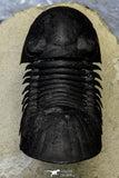 21557 - Top Well Prepared "Flying" 3.11 Inch Paralejurus spatuliformis Devonian