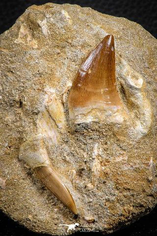 07586 - Top Association Mosasaur (Prognathodon anceps) Tooth + Sclerorhynchus Tooth Late Cretaceous