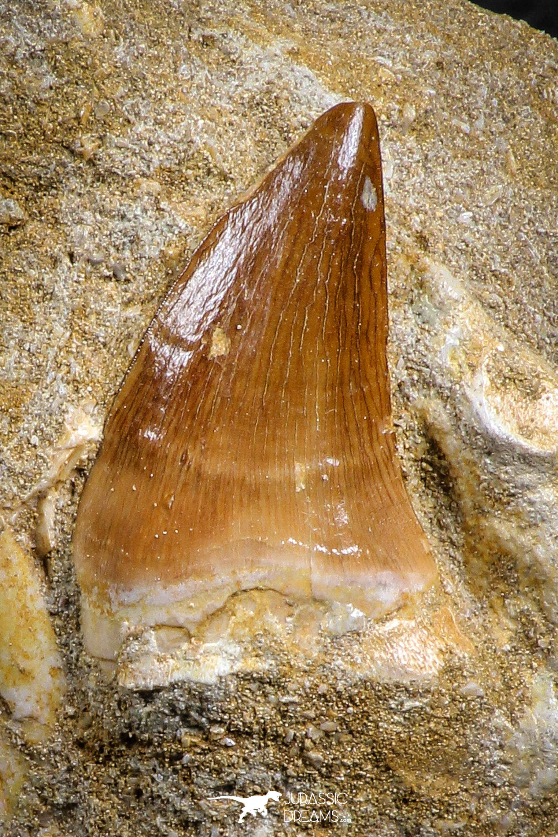 Protacrodus Tooth Top Association Mosasaur (Prognathodon anceps) Tooth + Sclerorhynchus ...