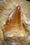 07586 - Top Association Mosasaur (Prognathodon anceps) Tooth + Sclerorhynchus Tooth Late Cretaceous