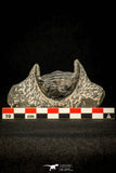 30590 - Beautiful 1.62 Inch Hollardops merocristata Middle Devonian Trilobite