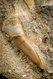 07586 - Top Association Mosasaur (Prognathodon anceps) Tooth + Sclerorhynchus Tooth Late Cretaceous