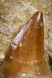 07586 - Top Association Mosasaur (Prognathodon anceps) Tooth + Sclerorhynchus Tooth Late Cretaceous