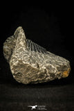 30590 - Beautiful 1.62 Inch Hollardops merocristata Middle Devonian Trilobite
