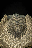 30590 - Beautiful 1.62 Inch Hollardops merocristata Middle Devonian Trilobite