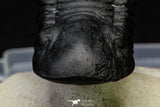 21557 - Top Well Prepared "Flying" 3.11 Inch Paralejurus spatuliformis Devonian