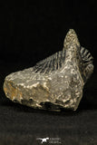 30590 - Beautiful 1.62 Inch Hollardops merocristata Middle Devonian Trilobite
