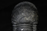 21557 - Top Well Prepared "Flying" 3.11 Inch Paralejurus spatuliformis Devonian