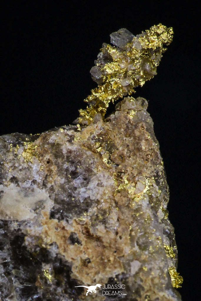 20472 - Top Beautiful Native Gold In Its Hydrothermal Quartz Matrix New Location Aouserd Occidental Sahara