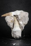 07587 - Top Association 2 Eremiasaurus heterodontus (Mosasaur) Teeth in Matrix Cretaceous
