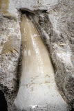 07587 - Top Association 2 Eremiasaurus heterodontus (Mosasaur) Teeth in Matrix Cretaceous