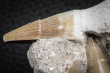 07587 - Top Association 2 Eremiasaurus heterodontus (Mosasaur) Teeth in Matrix Cretaceous