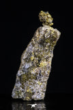 20472 - Top Beautiful Native Gold In Its Hydrothermal Quartz Matrix New Location Aouserd Occidental Sahara