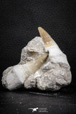 07587 - Top Association 2 Eremiasaurus heterodontus (Mosasaur) Teeth in Matrix Cretaceous