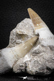 07587 - Top Association 2 Eremiasaurus heterodontus (Mosasaur) Teeth in Matrix Cretaceous
