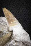07587 - Top Association 2 Eremiasaurus heterodontus (Mosasaur) Teeth in Matrix Cretaceous