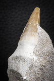 07587 - Top Association 2 Eremiasaurus heterodontus (Mosasaur) Teeth in Matrix Cretaceous