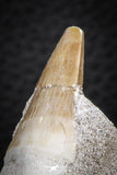07587 - Top Association 2 Eremiasaurus heterodontus (Mosasaur) Teeth in Matrix Cretaceous