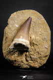 07588 - Top Huge 3.04 Inch Mosasaur (Prognathodon anceps) Tooth in Matrix Late Cretaceous