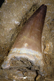 07588 - Top Huge 3.04 Inch Mosasaur (Prognathodon anceps) Tooth in Matrix Late Cretaceous