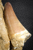 07588 - Top Huge 3.04 Inch Mosasaur (Prognathodon anceps) Tooth in Matrix Late Cretaceous