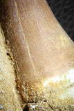 07588 - Top Huge 3.04 Inch Mosasaur (Prognathodon anceps) Tooth in Matrix Late Cretaceous